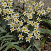 Tulipa turkestanica  Photo: J. Amand
